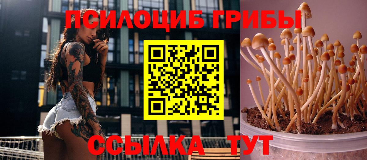 Галлюциногенные грибы Cubensis  Псилоцибиновые грибы мицелий  как найти   Вход с VPN  Урюпинск 